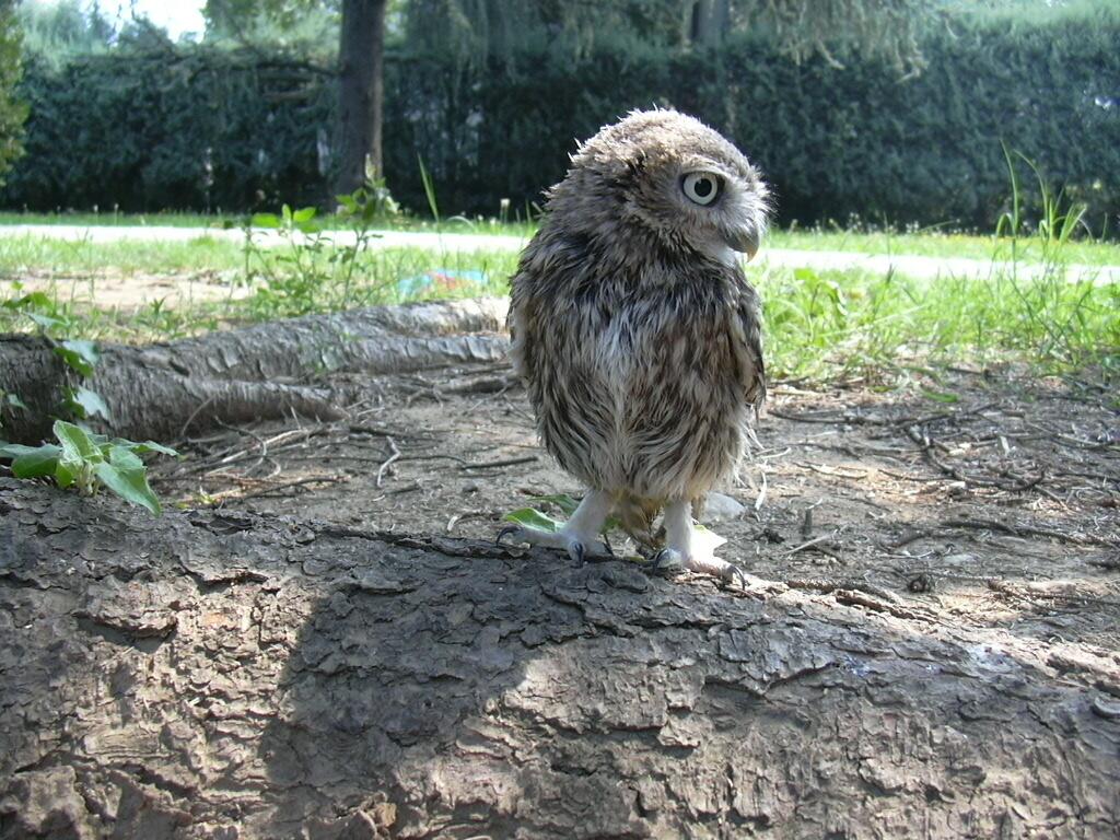 una giovane civetta ritrovata in un giardino....